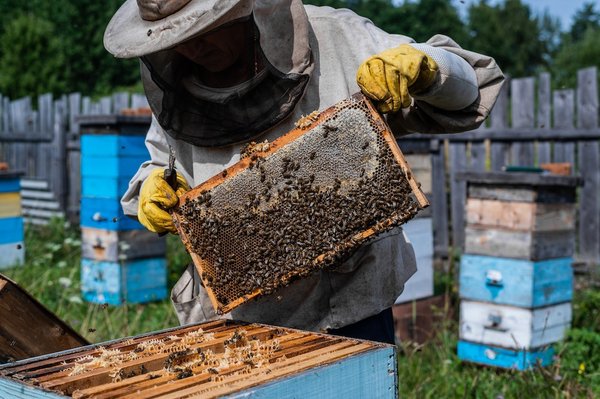 How to Start a Successful Urban Beekeeping Project in the UK?